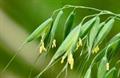 یولاف - معرفی و خواص گیاهان دارویی